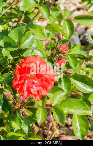 Rose tree 'Coral Drift' in bloom in a garden Stock Photo