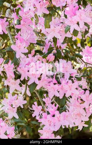 Rhododendron davidsonianum Stock Photo