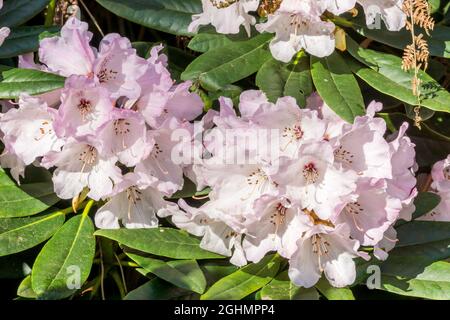 Rhododendron degronianum ssp. yakushimanum 'Daniel Gelin' Stock Photo ...