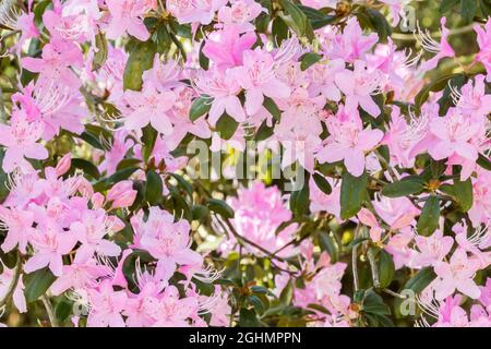 Rhododendron davidsonianum Stock Photo