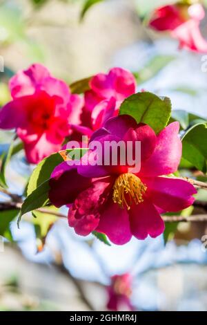 Camellia hiemalis 'Kanjiro'