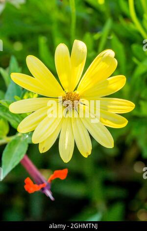 Osteospermum ecklonis 'Voltage Yellow' Stock Photo
