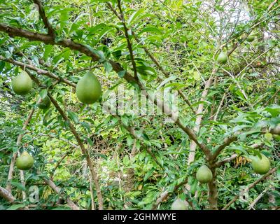Persea americana Stock Photo