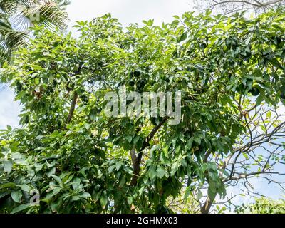 Persea americana Stock Photo