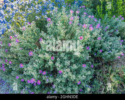 Cistus creticus Stock Photo