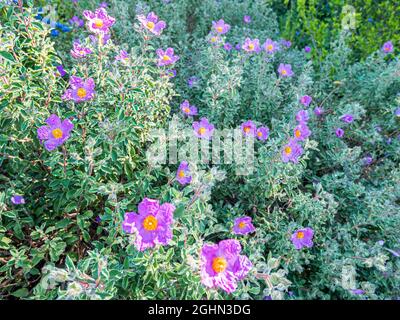 Cistus creticus Stock Photo