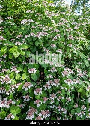 Hydrangea macrophylla 'White Wave' Stock Photo