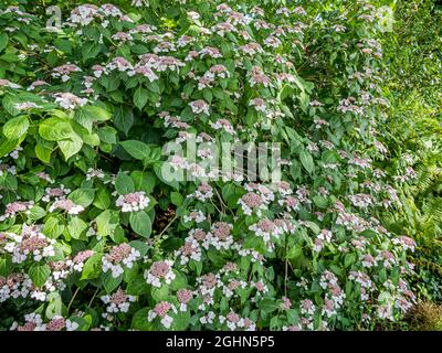 Hydrangea macrophylla 'White Wave' Stock Photo