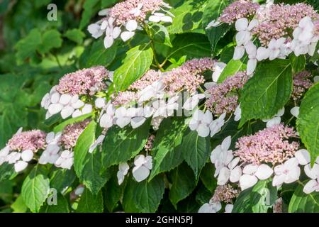 Hydrangea macrophylla 'White Wave' Stock Photo