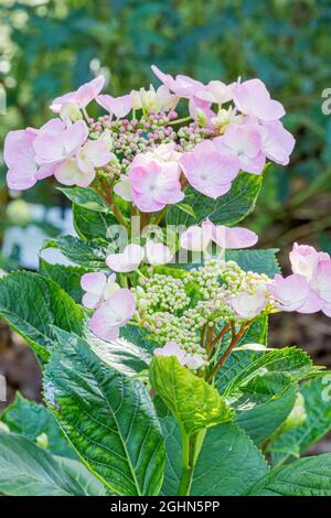 Hydrangea macrophylla 'Teller Messalina' Stock Photo