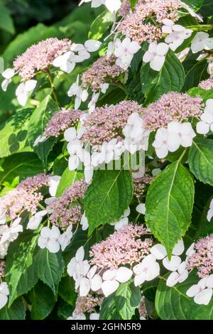 Hydrangea macrophylla 'White Wave' Stock Photo