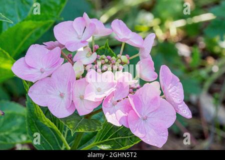 Hydrangea macrophylla 'Teller Messalina' Stock Photo
