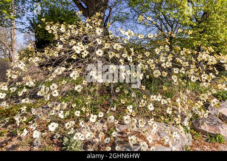Cornus nuttallii 'Colrigo Giant'