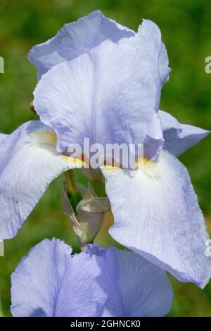 Pale blue Iris flower Tall Bearded Iris 'Cahokia' Stock Photo