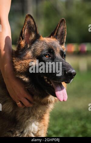 Beautiful charming adult dog, muzzle on green blurry background. Portrait of a black-and-red German Shepherd in close-up. Handler holds dogs head at e Stock Photo