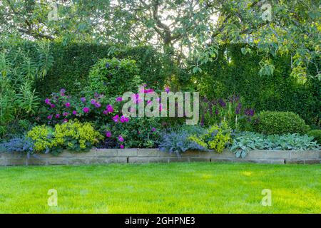 Landscaped sunny private garden (contemporary design, colourful summer flowers, pink roses, catmint, neat lawn, low stone wall) - Yorkshire England UK Stock Photo