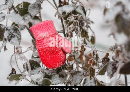 Red mittens in the winter forest. Frozen plants . Selective focus. Stock Photo