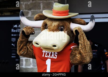 Bevo's Long Ride to the Mascot Mountaintop - Austin Monthly Magazine