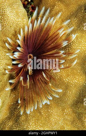 Indo-Pacific Indian Feather Duster Worm (Sabellastarte spectabilis), Pacific Ocean, Yap, Federated States of Micronesia Stock Photo