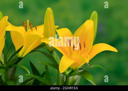Oriental lily (Lilium orientalis), flower, flowering, Ellerstadt, Germany Stock Photo