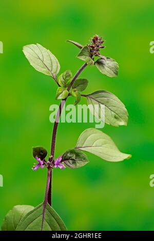 Shrub Basil (Ocimum basilicum) Magic Blue (Magic Blue), plant, leaves, flowers, Ellerstadt, Germany Stock Photo