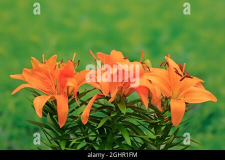 Oriental lily (Lilium orientalis), flower, flowering, Ellerstadt, Germany Stock Photo
