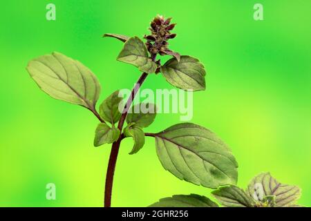 Shrub Basil (Ocimum basilicum) Magic Blue (Magic Blue), plant, leaves, flowers, Ellerstadt, Germany Stock Photo