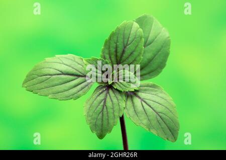 Shrub Basil (Ocimum basilicum) Magic Blue (Magic Blue), leaves, Ellerstadt, Germany Stock Photo