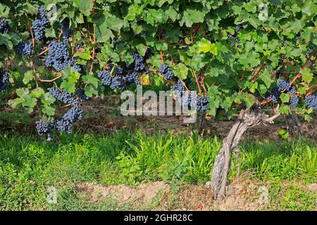 Grape vine (Vitis vinifera), Portugieser, with grapes, in late summer, fruit, fruits, grapes, shortly in front of harvest, in front of the harvest Stock Photo