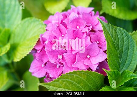 Hydrangea (Hydrangea) macrophylla, Hydrangea macrophylla (Hydrangea macrophylla) Stock Photo