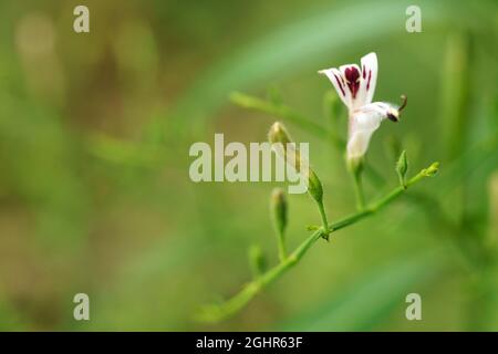 Andrographis paniculata (Burm. F) Nees, generally known as king of bitters, this plant has been widely used for treating sore throat, flu, and respira Stock Photo