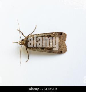 A Large Yellow Underwing Moth, Noctua pronuba, at rest on a white background. Stock Photo