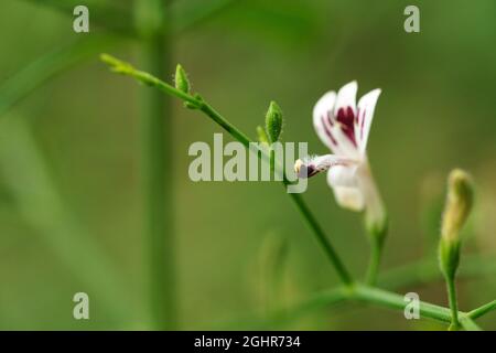 Andrographis paniculata (Burm. F) Nees, generally known as king of bitters, this plant has been widely used for treating sore throat, flu, and respira Stock Photo