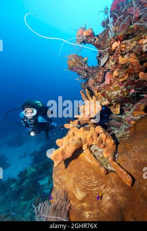 Diver looking at coral reef wall with various Sponge (Porifera) and corals (Anthozoa), Caribbean Sea near Playa St. Lucia, Camagueey Province Stock Photo