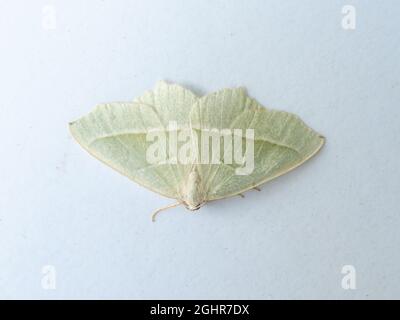The upper side of Campaea margaritata, the Light Emerald Moth, at rest on a white background. Stock Photo