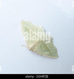The upper side of Campaea margaritata, the Light Emerald Moth, at rest on a white background. Stock Photo