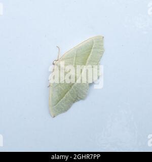 The upper side of Campaea margaritata, the Light Emerald Moth, at rest on a white background. Stock Photo