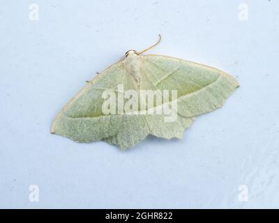The upper side of Campaea margaritata, the Light Emerald Moth, at rest on a white background. Stock Photo
