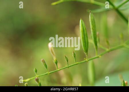 Andrographis paniculata (Burm. F) Nees, generally known as king of bitters, this plant has been widely used for treating sore throat, flu, and respira Stock Photo