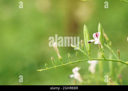 Andrographis paniculata (Burm. F) Nees, generally known as king of bitters, this plant has been widely used for treating sore throat, flu, and respira Stock Photo