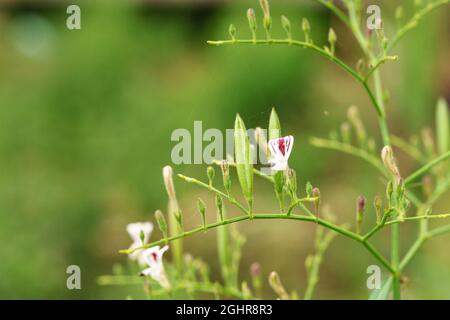 Andrographis paniculata (Burm. F) Nees, generally known as king of bitters, this plant has been widely used for treating sore throat, flu, and respira Stock Photo