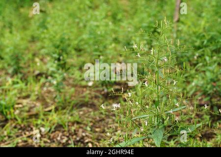 Andrographis paniculata (Burm. F) Nees, generally known as king of bitters, this plant has been widely used for treating sore throat, flu, and respira Stock Photo