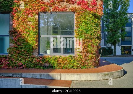 Wilder Wein an einer Fassade in Limmer, Herbst in Hannover-Limmer, Deutschland / Germany