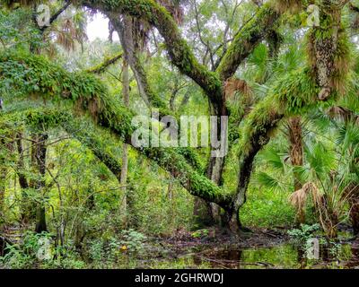 Tree covered with ferns in Myakka River StatePark in Sarasota Florida USA Stock Photo
