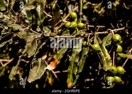 Nut fruits of the macadamia tree, macadamia farm, Antigua, Guatemala Stock Photo