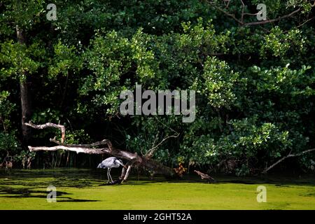 Grey heron (Ardea cinerea) on the banks of the Wakenitz, Grey heron, Amazon of the North, border river, Kolonnenweg, Lochplattenweg, inner-German Stock Photo