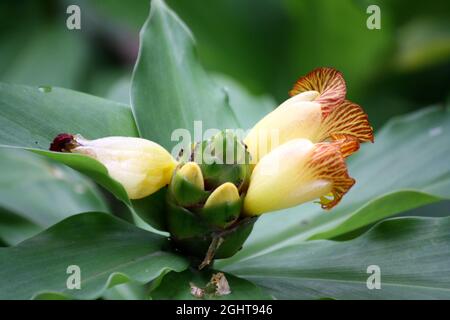 Insulin plant or Costus pictus (Chamaecostus cuspidatus) with pitcher-shaped yellow flowers Stock Photo