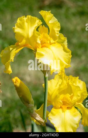 Yellow Bearded Iris flower 'Temple Gold' Stock Photo