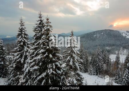 Aerial winter landscape with spruse trees of snow covered forest in cold mountains in the evening. Stock Photo