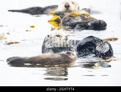 Young Sea Otter Pup Floating Free Near Mom Stock Photo